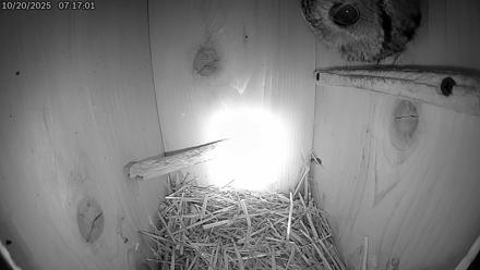 Eastern Screech Owl Live Cam - Oct 20, 2025, 7:33am CDT