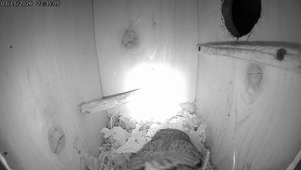 Eastern Screech Owl Live Cam - Mar 16, 2026, 7:55am CDT