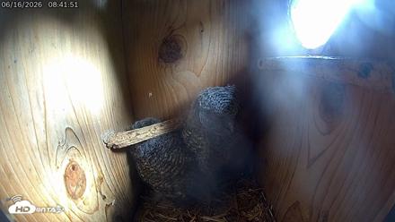 Eastern Screech Owl Live Cam - Jun 16, 2026, 8:48am CDT