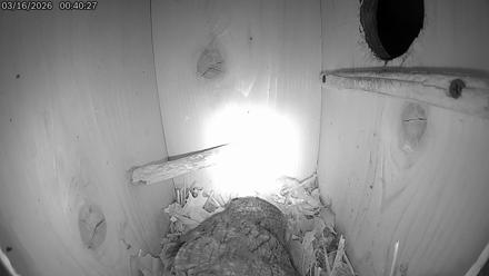 Eastern Screech Owl Live Cam - Mar 16, 2026, 8:00am CDT