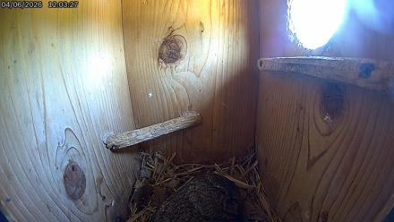 Eastern Screech Owl Live Cam - Apr 6, 2026, 1:01pm CDT