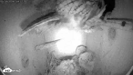 Eastern Screech Owl Live Cam - May 29, 2026, 5:09am CDT