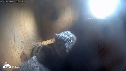 Eastern Screech Owl Live Cam - Jun 12, 2026, 5:48pm CDT