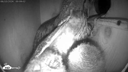 Eastern Screech Owl Live Cam - Jun 10, 2026, 12:38am CDT