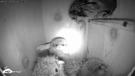 Eastern Screech Owl Live Cam - Jun 7, 2026, 7:35am CDT