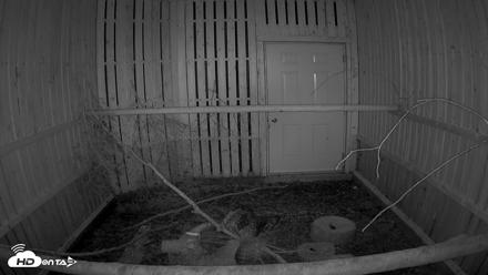 Cobequid Raptor Flight Facility Live Webcams - Aug 24, 2026, 8:37pm ADT