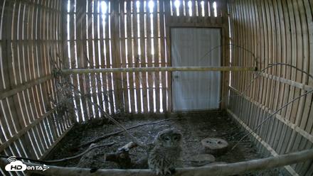 Cobequid Raptor Flight Facility Live Webcams - Sep 4, 2026, 3:00pm ADT
