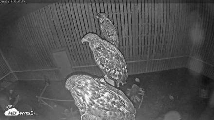 Cobequid Raptor Flight Facility Live Webcams - Aug 23, 2026, 11:57pm ADT