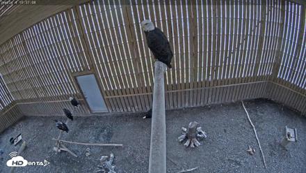 Cobequid Raptor Flight Facility Live Webcams - Oct 23, 2026, 10:37am ADT