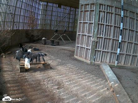 Cobequid Raptor Flight Facility Live Webcams - Aug 26, 2026, 2:44pm ADT