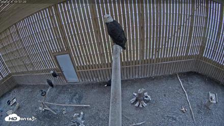 Cobequid Raptor Flight Facility Live Webcams - Oct 23, 2026, 10:38am ADT