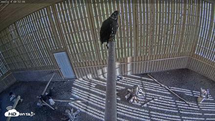 Cobequid Raptor Flight Facility Live Webcams - Sep 15, 2026, 8:53am ADT
