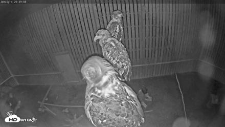 Cobequid Raptor Flight Facility Live Webcams - Oct 1, 2026, 8:39pm ADT