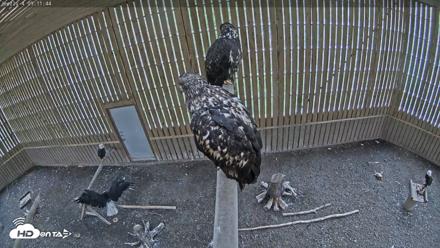 Cobequid Raptor Flight Facility Live Webcams - Aug 29, 2026, 9:12am ADT