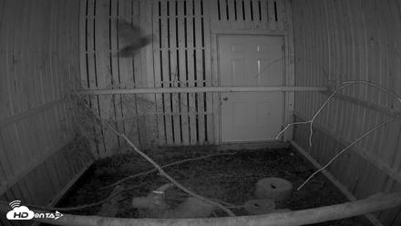 Cobequid Raptor Flight Facility Live Webcams - Aug 24, 2026, 8:33pm ADT