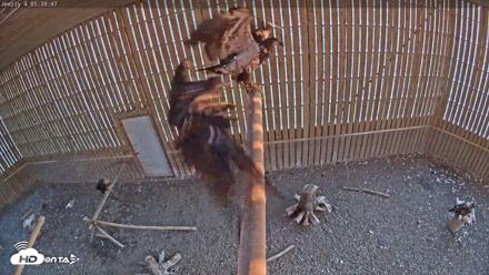 Cobequid Raptor Flight Facility Live Webcams - Jun 5, 2026, 5:40am ADT