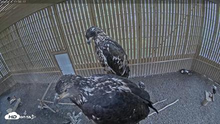 Cobequid Raptor Flight Facility Live Webcams - Sep 11, 2026, 11:00am ADT