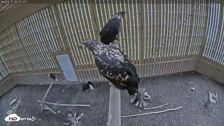 Cobequid Raptor Flight Facility Live Webcams - Aug 29, 2026, 8:58am ADT