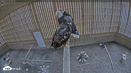Cobequid Raptor Flight Facility Live Webcams - Oct 14, 2026, 12:46pm ADT