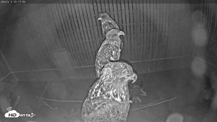 Cobequid Raptor Flight Facility Live Webcams - Sep 1, 2026, 8:18pm ADT