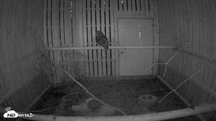 Cobequid Raptor Flight Facility Live Webcams - Sep 1, 2026, 8:19pm ADT