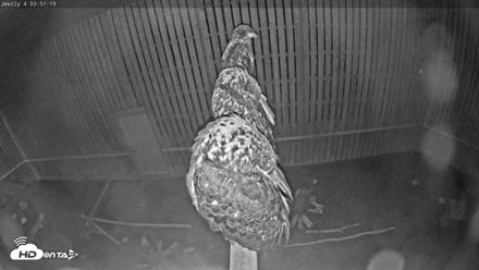 Cobequid Raptor Flight Facility Live Webcams - Aug 28, 2026, 3:52am ADT