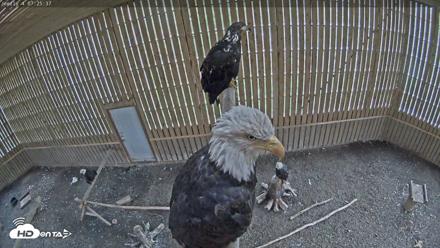 Cobequid Raptor Flight Facility Live Webcams - Sep 6, 2026, 7:26am ADT