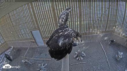 Cobequid Raptor Flight Facility Live Webcams - Sep 23, 2026, 3:13pm ADT