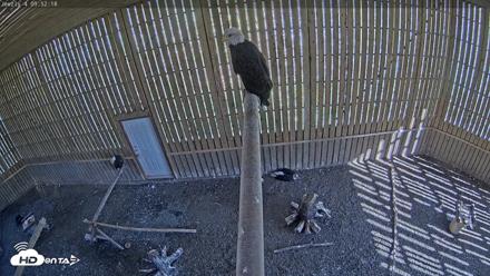 Cobequid Raptor Flight Facility Live Webcams - Sep 25, 2026, 9:53am ADT
