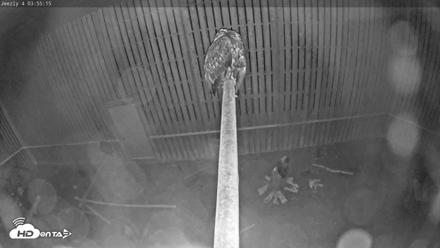Cobequid Raptor Flight Facility Live Webcams - Jun 12, 2026, 3:56am ADT