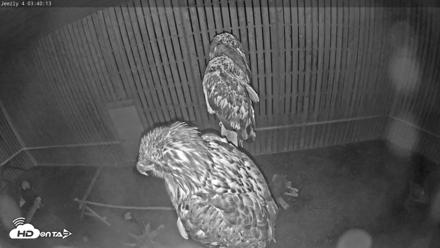 Cobequid Raptor Flight Facility Live Webcams - Aug 2, 2026, 3:40am ADT