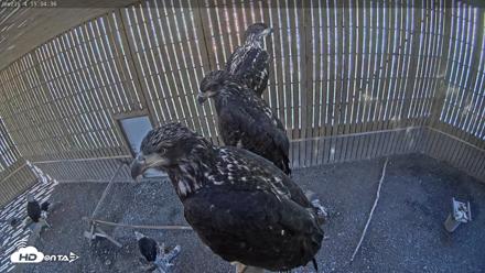 Cobequid Raptor Flight Facility Live Webcams - Oct 7, 2026, 3:05pm ADT