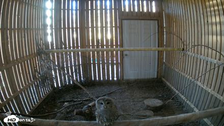 Cobequid Raptor Flight Facility Live Webcams - Sep 16, 2026, 12:22pm ADT