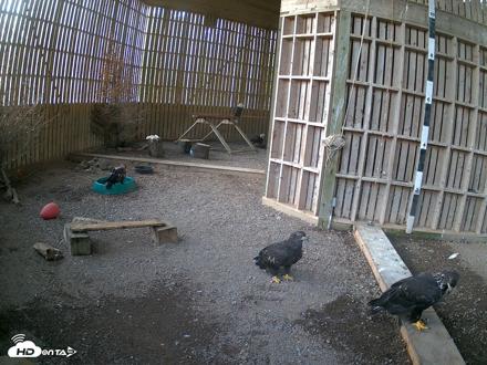 Cobequid Raptor Flight Facility Live Webcams - Sep 23, 2026, 6:26pm ADT