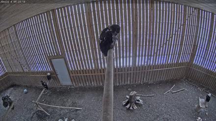 Cobequid Raptor Flight Facility Live Webcams - Mar 26, 2026, 9:23am ADT