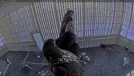 Cobequid Raptor Flight Facility Live Webcams - Dec 7, 2025, 11:39am AST