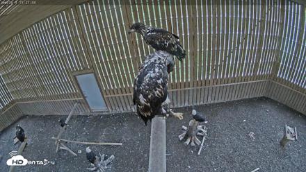 Cobequid Raptor Flight Facility Live Webcams - Aug 23, 2026, 3:28pm ADT