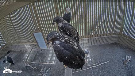 Cobequid Raptor Flight Facility Live Webcams - Sep 3, 2026, 12:58pm ADT