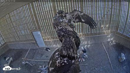 Cobequid Raptor Flight Facility Live Webcams - Sep 24, 2026, 2:19pm ADT