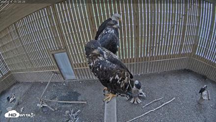 Cobequid Raptor Flight Facility Live Webcams - Sep 9, 2026, 3:29pm ADT