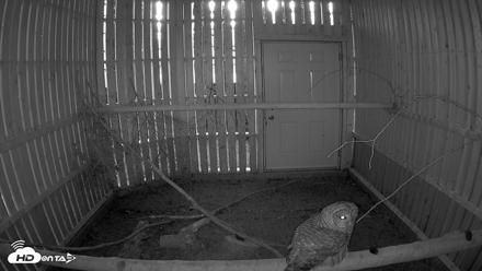 Cobequid Raptor Flight Facility Live Webcams - Sep 22, 2026, 6:59pm ADT