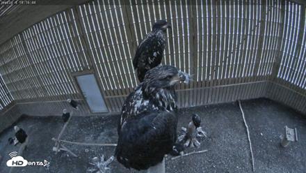 Cobequid Raptor Flight Facility Live Webcams - Sep 30, 2026, 6:17pm ADT