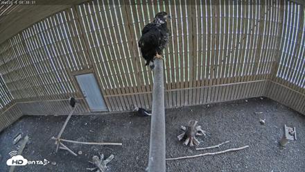 Cobequid Raptor Flight Facility Live Webcams - Aug 29, 2026, 8:39am ADT