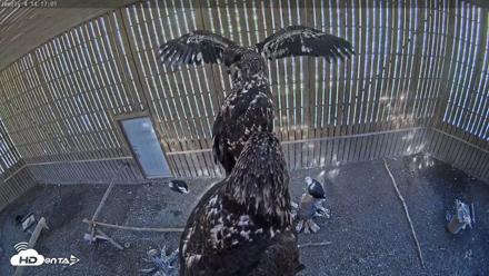 Cobequid Raptor Flight Facility Live Webcams - Sep 24, 2026, 2:18pm ADT