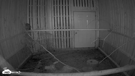 Cobequid Raptor Flight Facility Live Webcams - Aug 11, 2026, 2:32am ADT