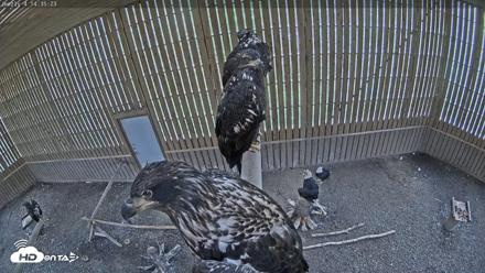 Cobequid Raptor Flight Facility Live Webcams - Aug 29, 2026, 2:36pm ADT