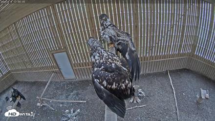 Cobequid Raptor Flight Facility Live Webcams - Oct 1, 2026, 12:47pm ADT