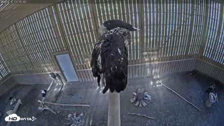 Cobequid Raptor Flight Facility Live Webcams - Sep 15, 2026, 1:16pm ADT