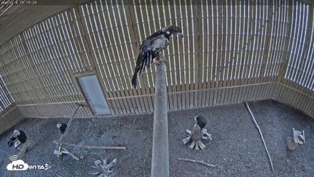 Cobequid Raptor Flight Facility Live Webcams - Sep 21, 2026, 6:20pm ADT