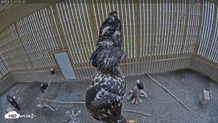 Cobequid Raptor Flight Facility Live Webcams - Sep 17, 2026, 2:37pm ADT